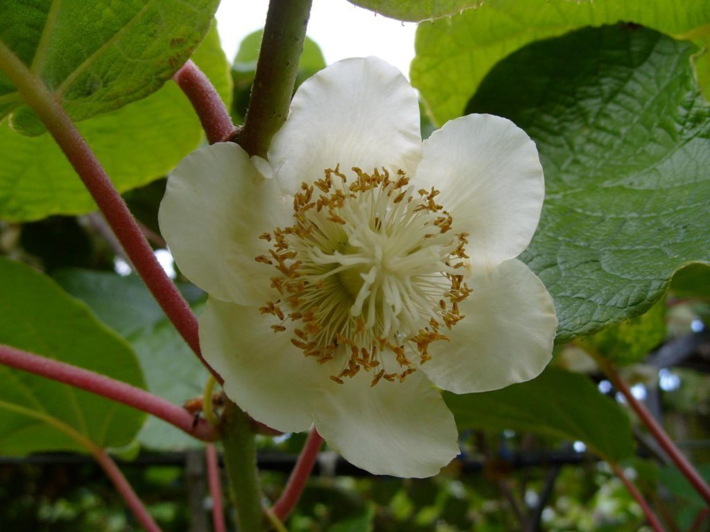 Nature in New Zealand | New Zealand Flora and Fauna