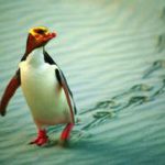 Yellow Eyed Penguin