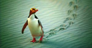 Yellow Eyed Penguin