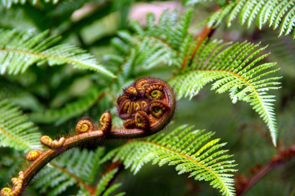 New Zealand Fern