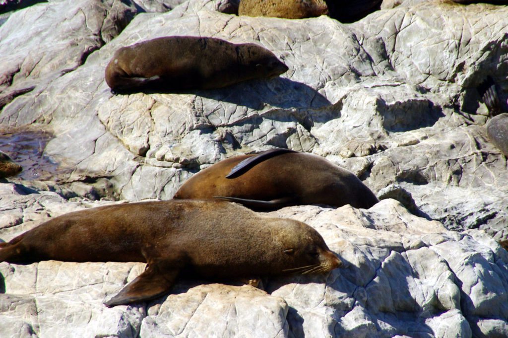 Nature in New Zealand