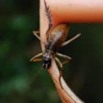 Giant Weta