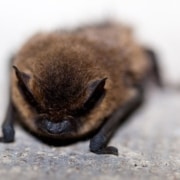 Lesser Short Tailed Bat