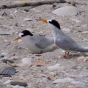 Fairy Tern