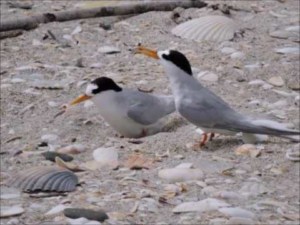 fairy tern