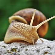 Flax Snail