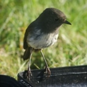 Chatham Islands Black Robin