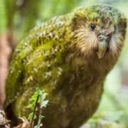 Kakapo