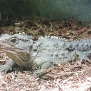 Tuatara