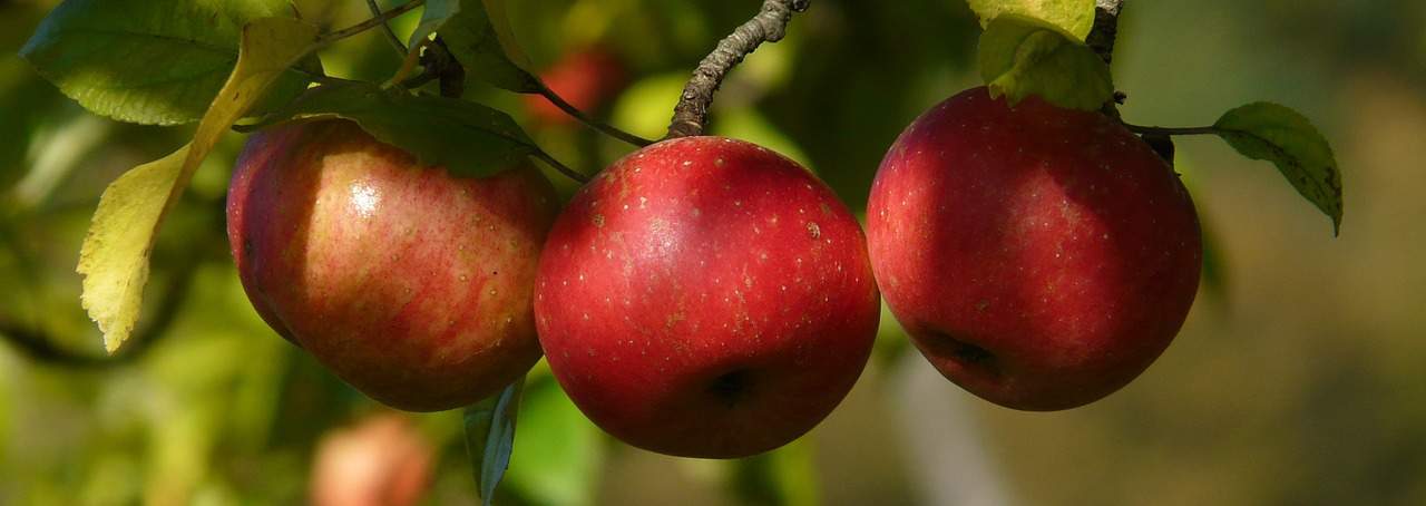 Fruit Picking New Zealand